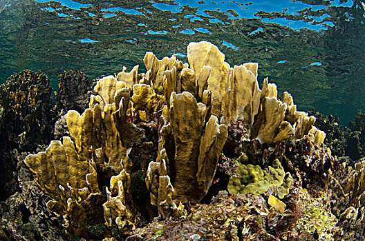 珊瑚,伯利兹暗礁,伯利兹