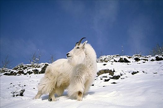 石山羊,高,山,斜坡,雪中,楚加奇国家森林,肯奈半岛