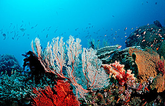 珊瑚礁,海洋,开屏,科莫多,印度洋,印度尼西亚,东南亚,亚洲