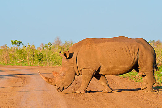 白犀牛,雄性动物,穿过,土路,克鲁格国家公园,南非,非洲
