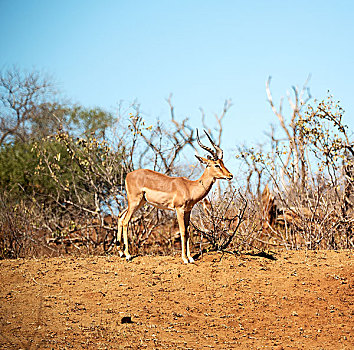 模糊,南非,野生,黑斑羚,冬天,灌木