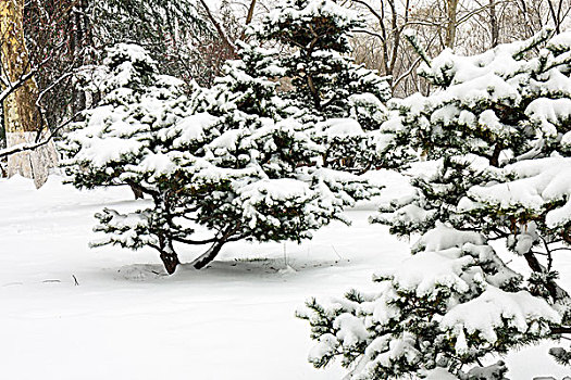 园林雪景