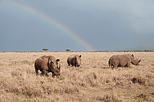 白犀牛,三个,彩虹,肯尼亚