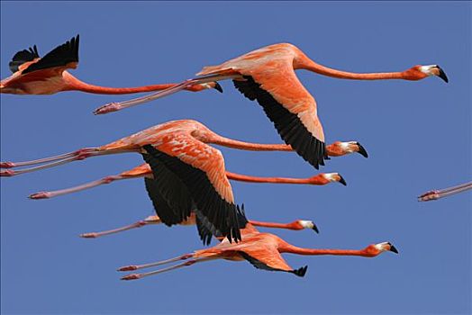 大红鹳,火烈鸟,群,飞,尤卡坦半岛,墨西哥
