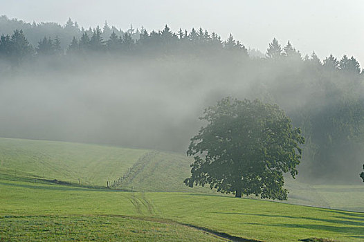 晨雾,靠近,洛伊萨赫河,山谷,上巴伐利亚,巴伐利亚,德国,欧洲