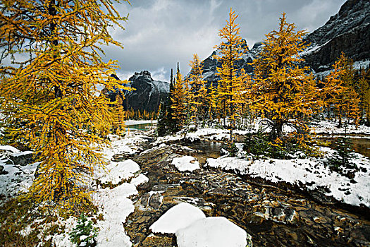 落叶松属植物,靠近,湖,幽鹤国家公园,不列颠哥伦比亚省,加拿大
