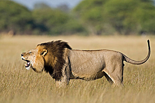 狮子,雄性,叫,博茨瓦纳,非洲