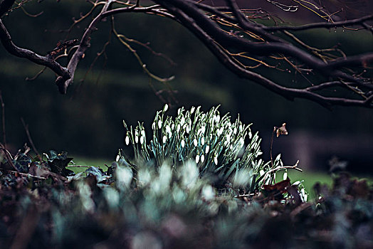 植物园,二月,春天