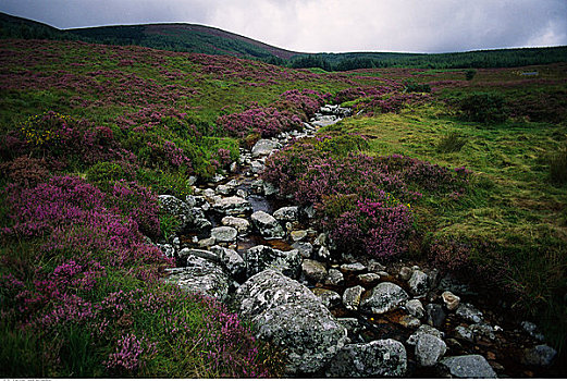 岩石,河流,地点,威克洛郡,爱尔兰