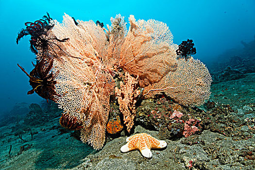 柳珊瑚虫,海扇,黑色,海百合,海星,巴厘岛