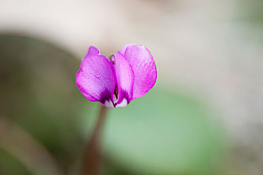 紫色,仙客来,花