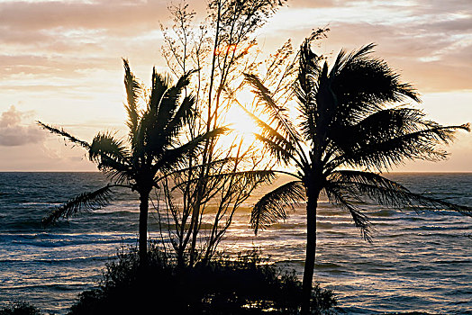 早晨,日出,棕榈树,海滩,威陆亚,考艾岛,夏威夷,美国