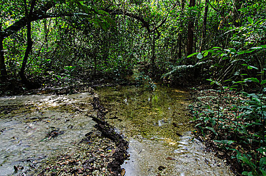 河流,雨林,林下叶层,国家公园,刚果
