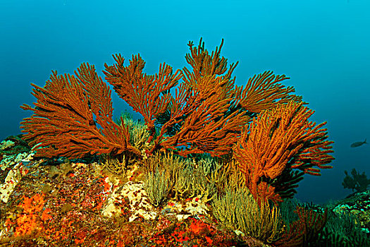 石头,繁茂,红色,黄色,海绵,黑色,珊瑚,北西摩岛,加拉帕戈斯群岛,太平洋