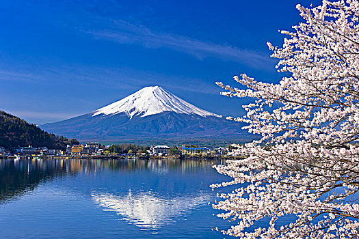 山,富士山,樱桃树,湖