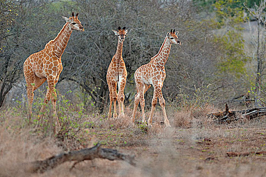 长颈鹿,幼兽,走,大草原,晚上,克鲁格国家公园,南非,非洲