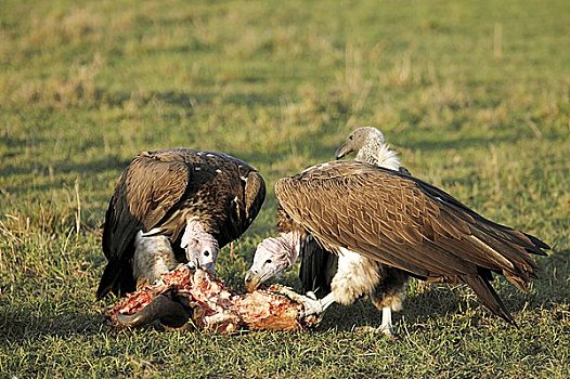 秃鹰,马赛马拉国家保护区,肯尼亚