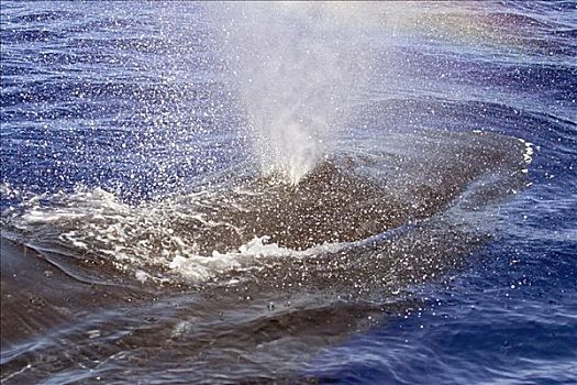 夏威夷,驼背鲸,大翅鲸属,鲸鱼,喷涌,表面