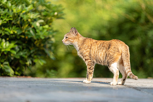 后院花园里玩耍的可爱猫眯