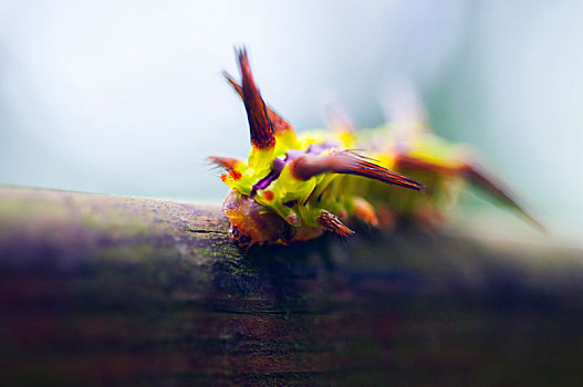 色彩艳丽丰富的毛毛虫,爬行在木头上