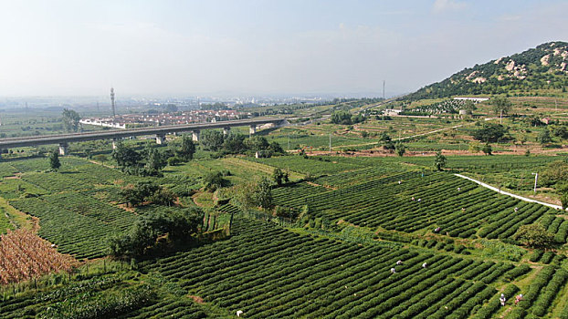 山东省日照市,万亩茶园风景如画,茶农采摘秋茶一片繁忙