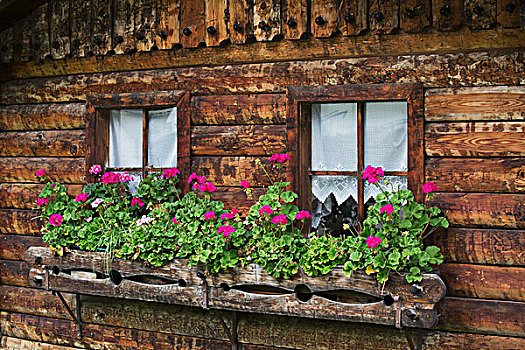 特写,木质,花箱,彩色,花,侧面,木屋,两个,窗户,奥地利