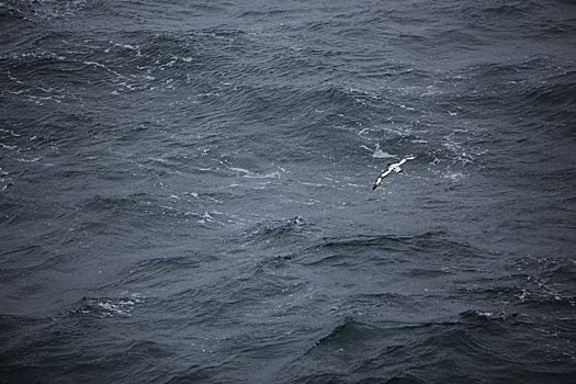 翱翔在大海上的南极海鸥