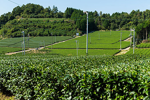 绿茶,农场