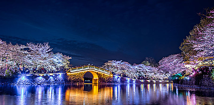 鼋头渚樱花夜景