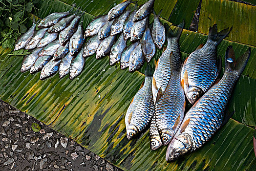 俯视图,鱼肉,出售,琅勃拉邦,老挝