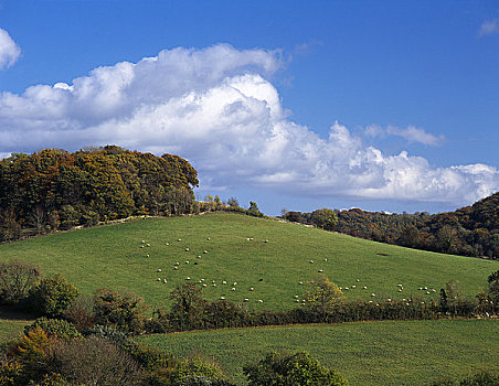 英格兰,格洛斯特郡,绵羊,山,靠近