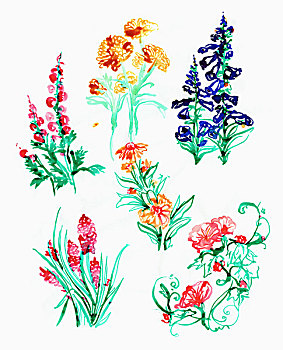 插画,多样,开花植物,白色背景,背景