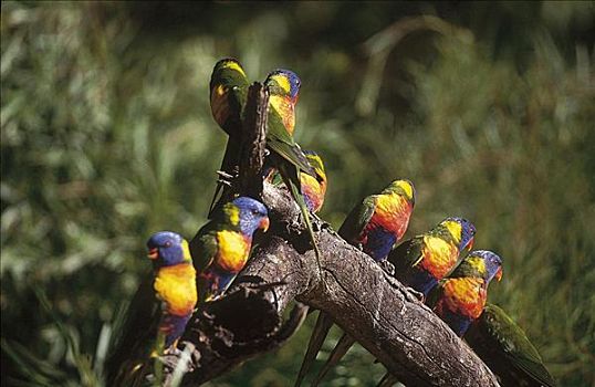 彩虹,彩色,鸟,鹦鹉,澳大利亚,动物
