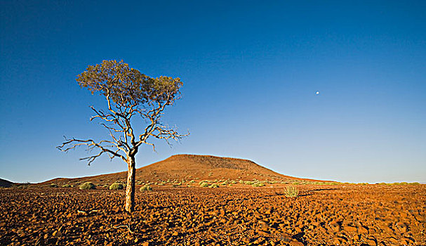 孤木,达马拉兰,纳米布沙漠,纳米比亚