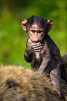 幼仔,南非大狒狒,豚尾狒狒,骑,母亲,背影,纳库鲁湖国家公园,肯尼亚,非洲