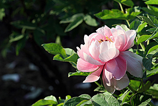 植物园,春天,花开,花朵,鲜花,鲜艳,牡丹花,副本