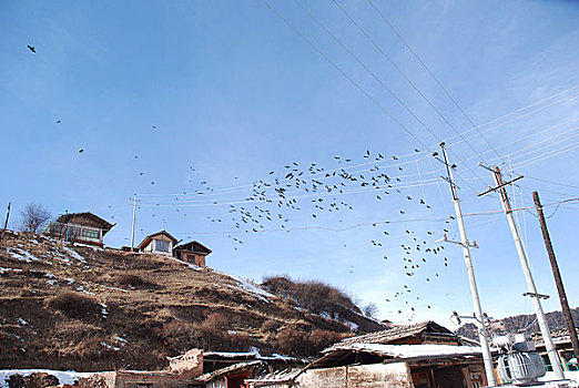 从甘肃格尔登郎木寺上飞过的成群乌鸦