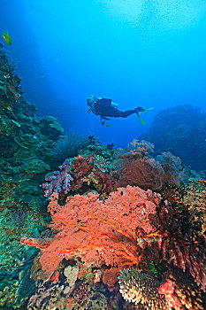 潜水,游泳,靠近,大,柳珊瑚目海扇,水,维提岛,斐济,南太平洋