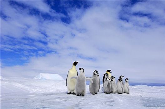 帝企鹅,两个,成年人,雪丘岛,南极