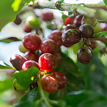 咖啡豆,枝条,庄园,洪都拉斯