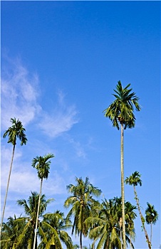 糖,棕榈树,椰树,蓝天