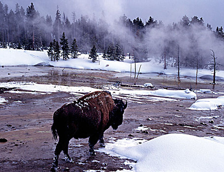 美洲野牛,走,边缘,冬天,热池,黄石国家公园,怀俄明