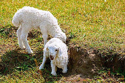 草原上鄂两只白色的小羊