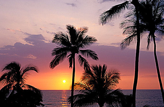 日落,上方,太平洋,海洋,棕榈树,哈普纳,海滩,柯哈拉海岸,夏威夷大岛,夏威夷