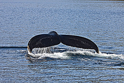驼背鲸,不列颠哥伦比亚省,中心,海岸