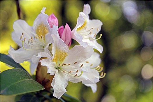 杜鹃花属植物,白色