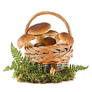 牛肝菌,蘑菇,篮子