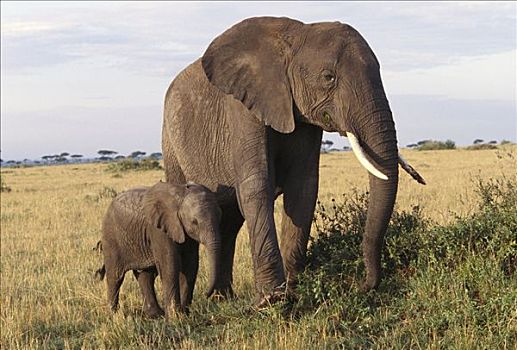 非洲象,母兽,幼兽,护理,马赛马拉国家保护区,肯尼亚,非洲