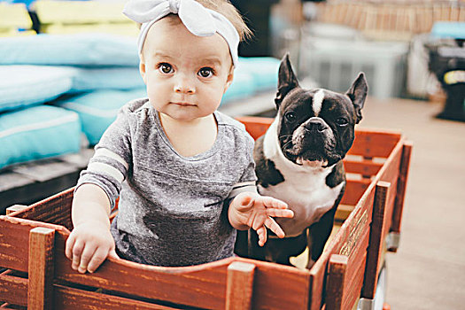 婴儿,法国牛头犬,坐,木质,板条箱