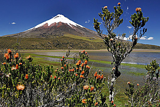 植物,山,背影,靠近,基多,厄瓜多尔,南美
